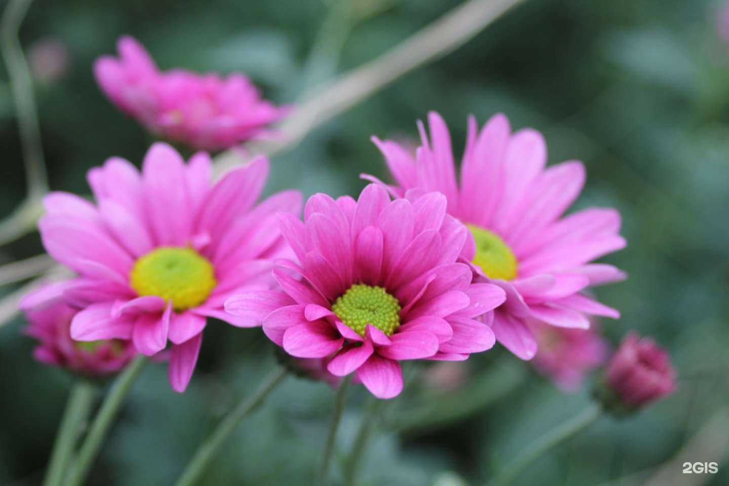 Отзывы на компанию Декоративные культуры в Барнауле c фото