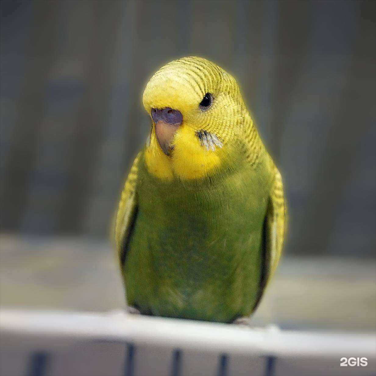 Отзывы на компанию Весёлый попугай в г. Находка c фото