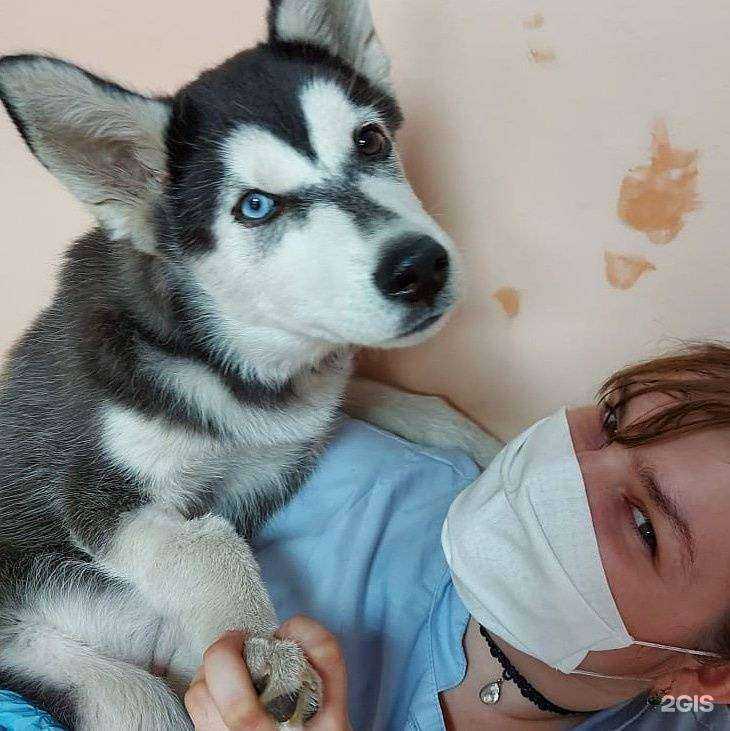 Отзывы на компанию Новокузнецкая городская станция по борьбе с болезнями животных в г. Новокузнецк c фото