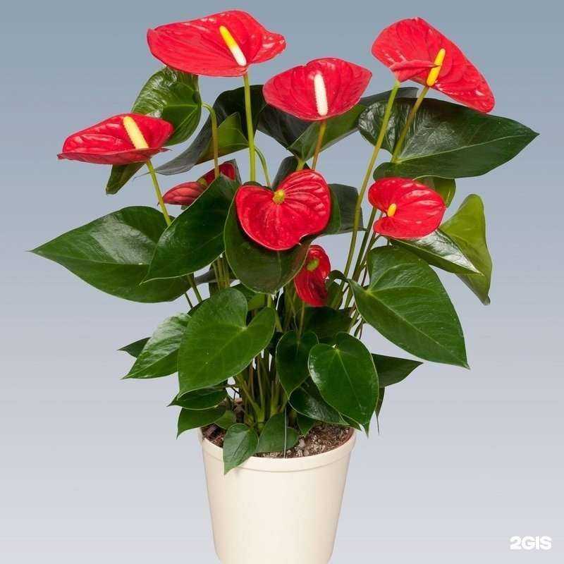 Отзывы на компанию Цветочница Анюта в Челябинске c фото