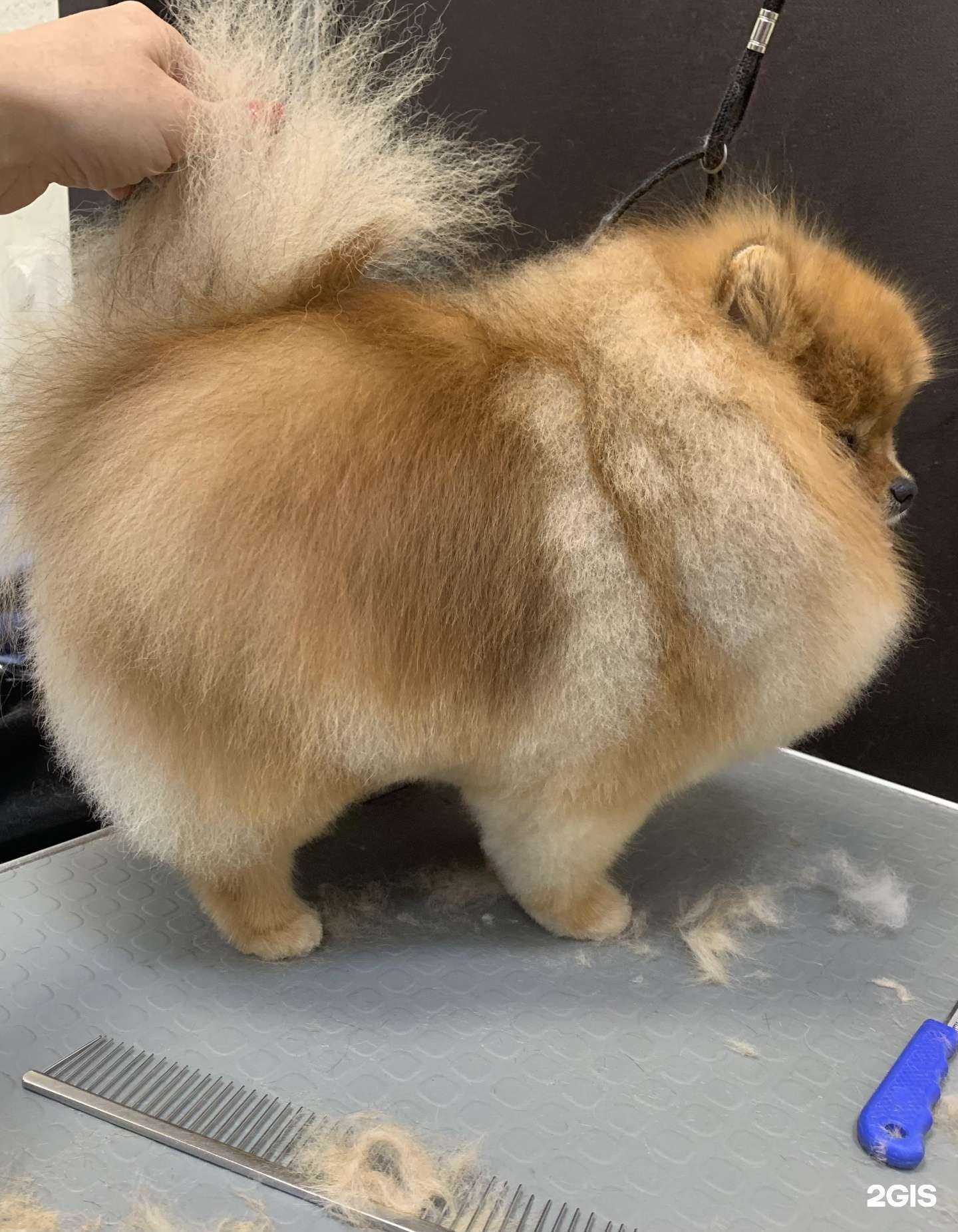 Отзывы на компанию Алиса в Красноярске c фото