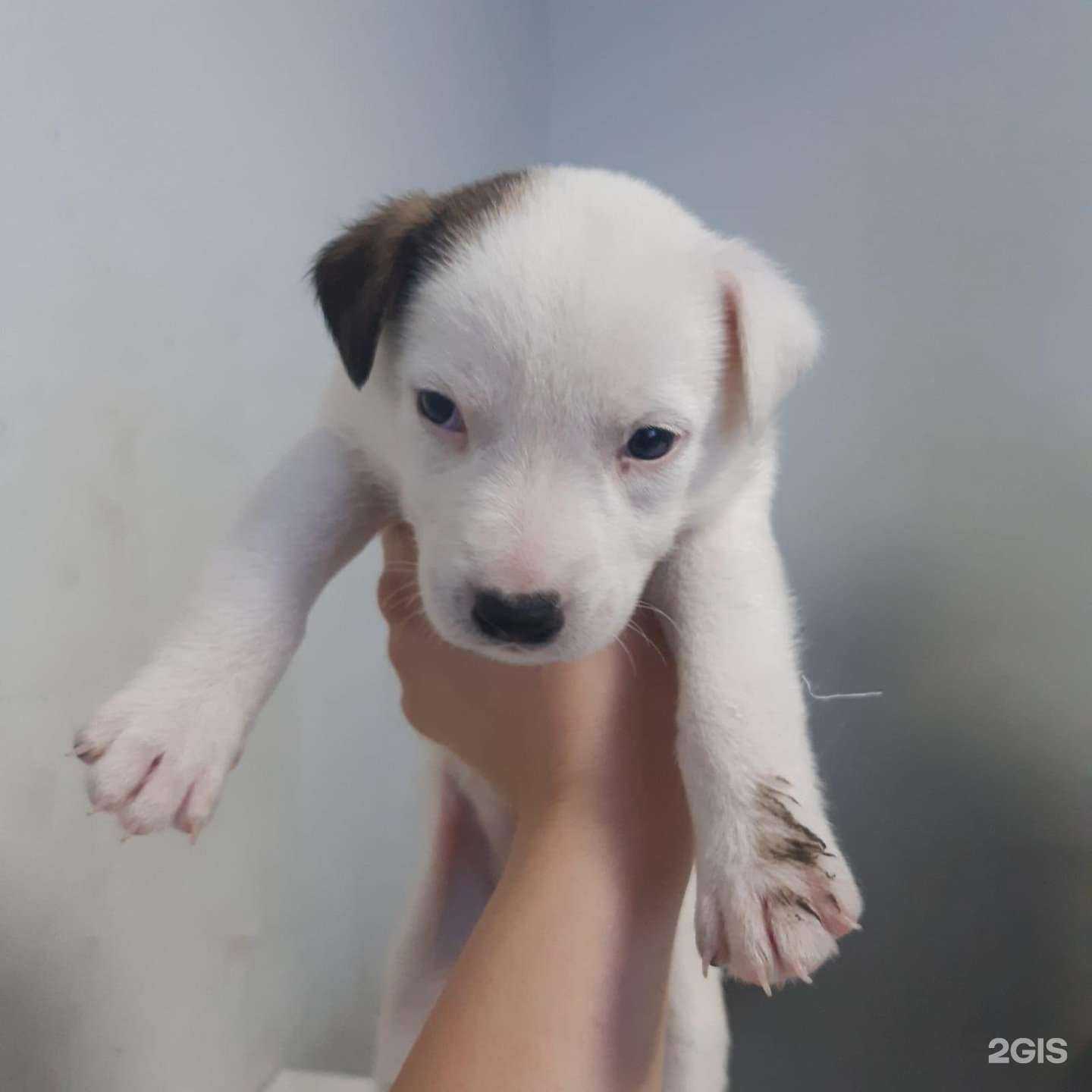 Отзывы на компанию А-вет в г. Астрахань c фото