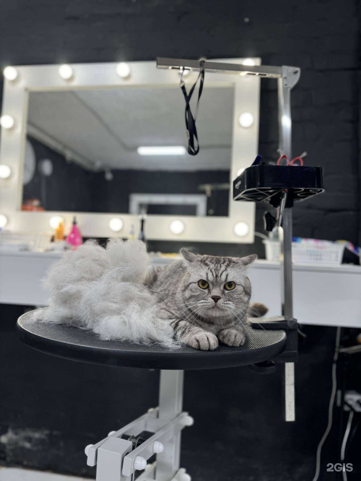 Отзывы на компанию Стайлиш Пет в Хабаровске c фото