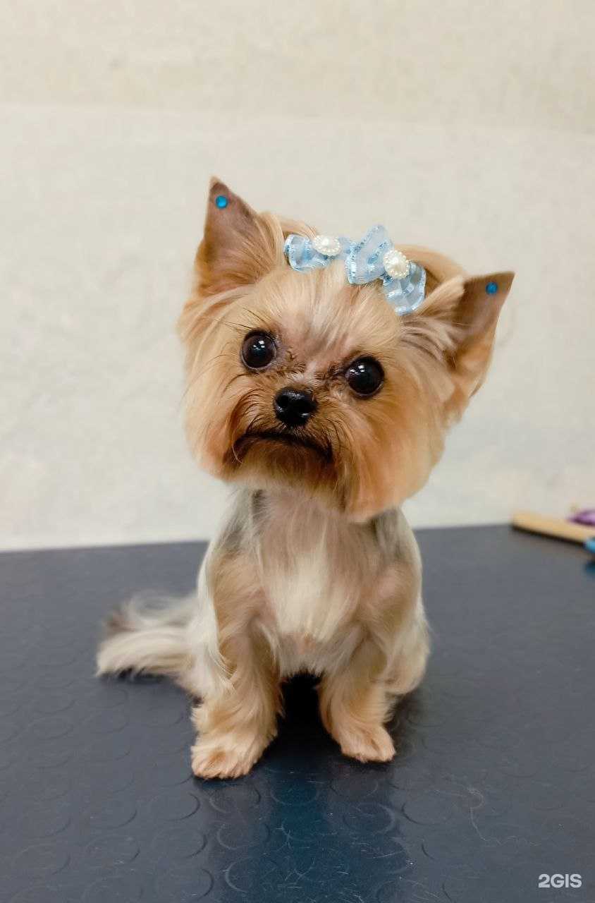 Отзывы на компанию МойБарбос в Перми c фото