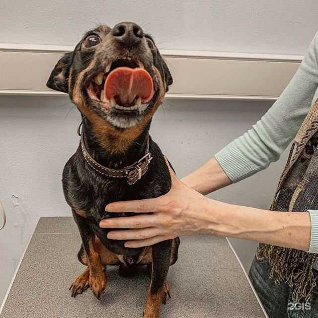 Отзывы на компанию Тульский центр ветеринарной медицины в Туле c фото