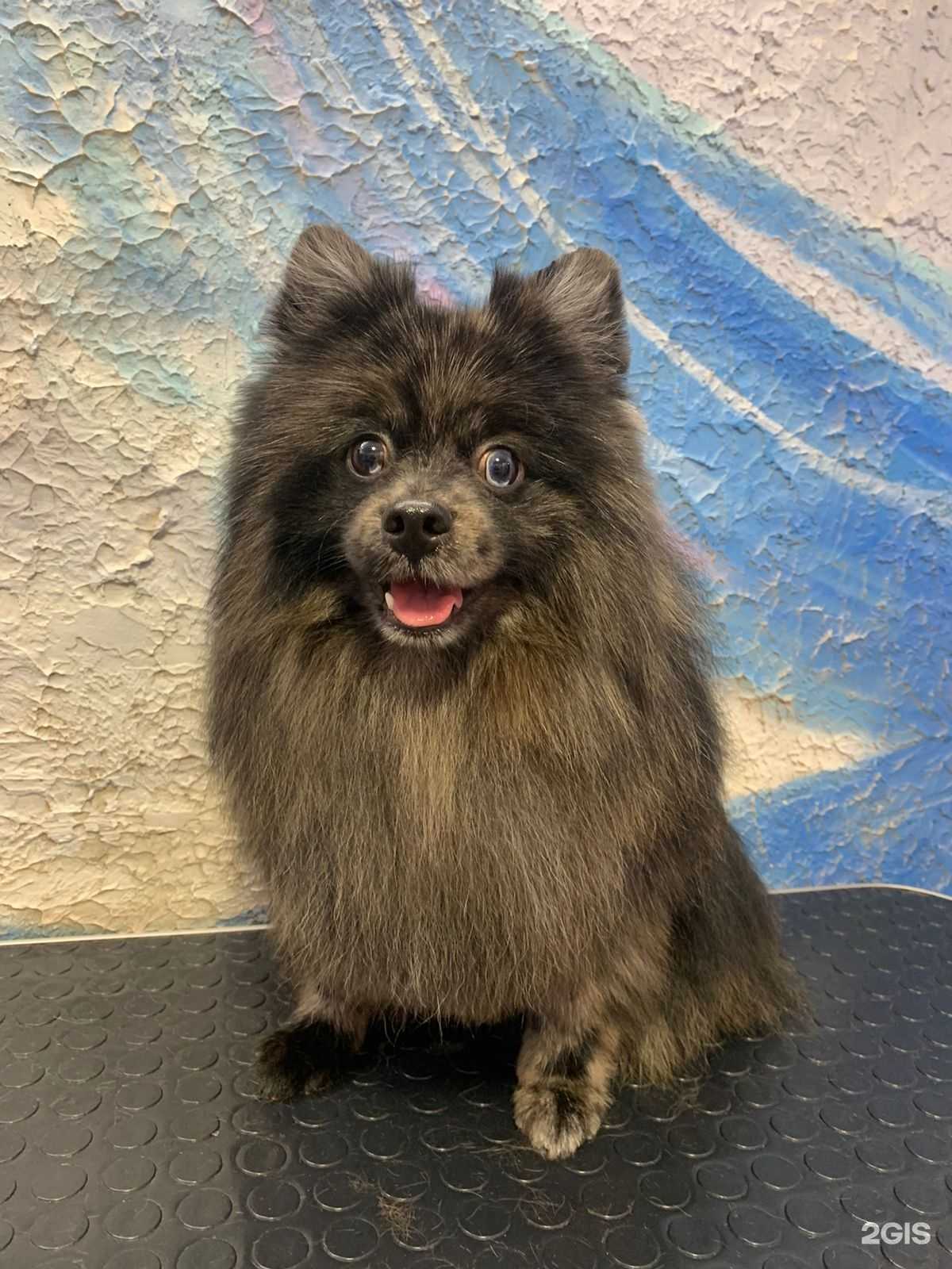 Отзывы на компанию Котёнок Гав в Челябинске c фото