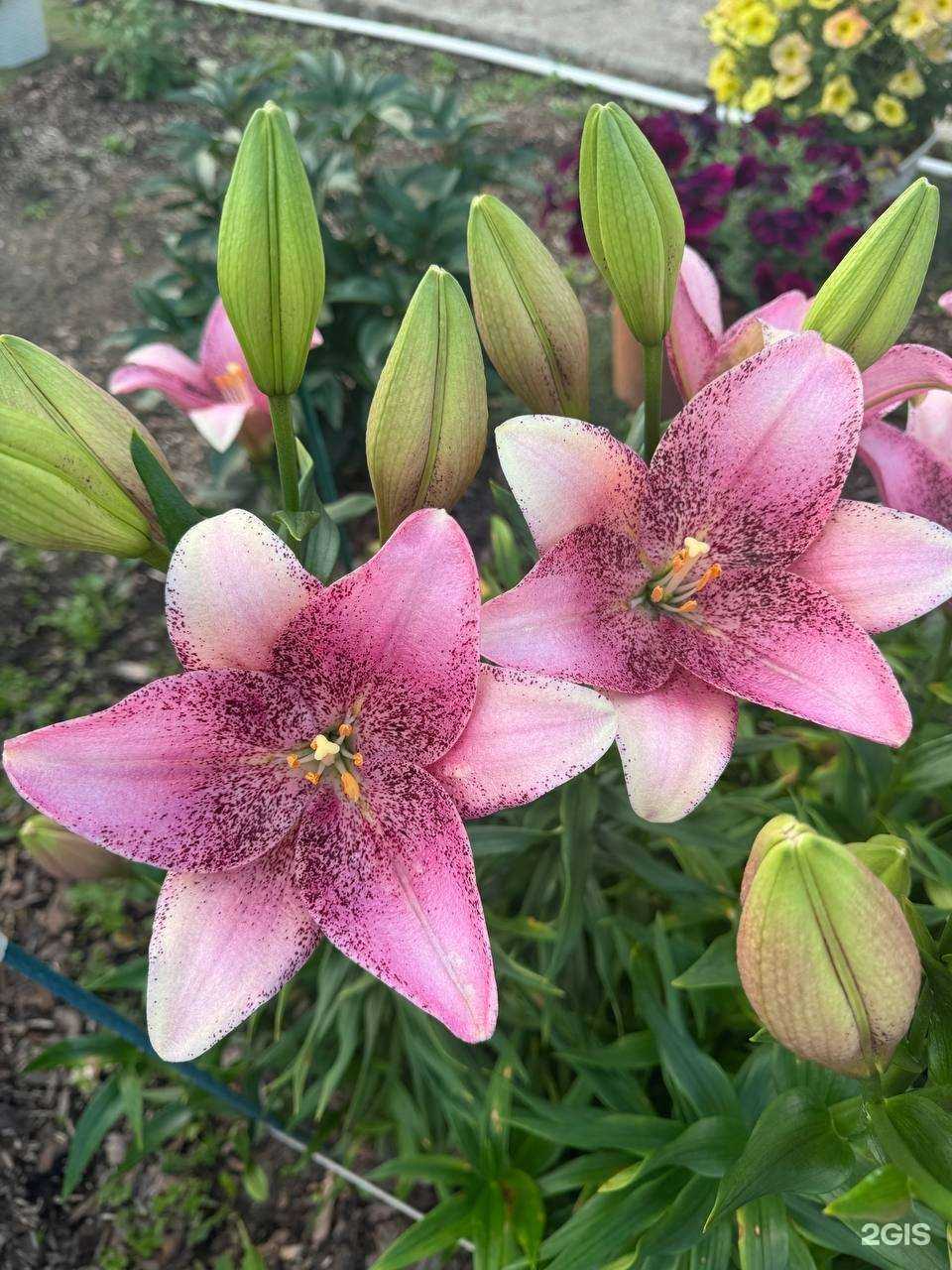 Отзывы на компанию Гарденмарт в Самаре c фото