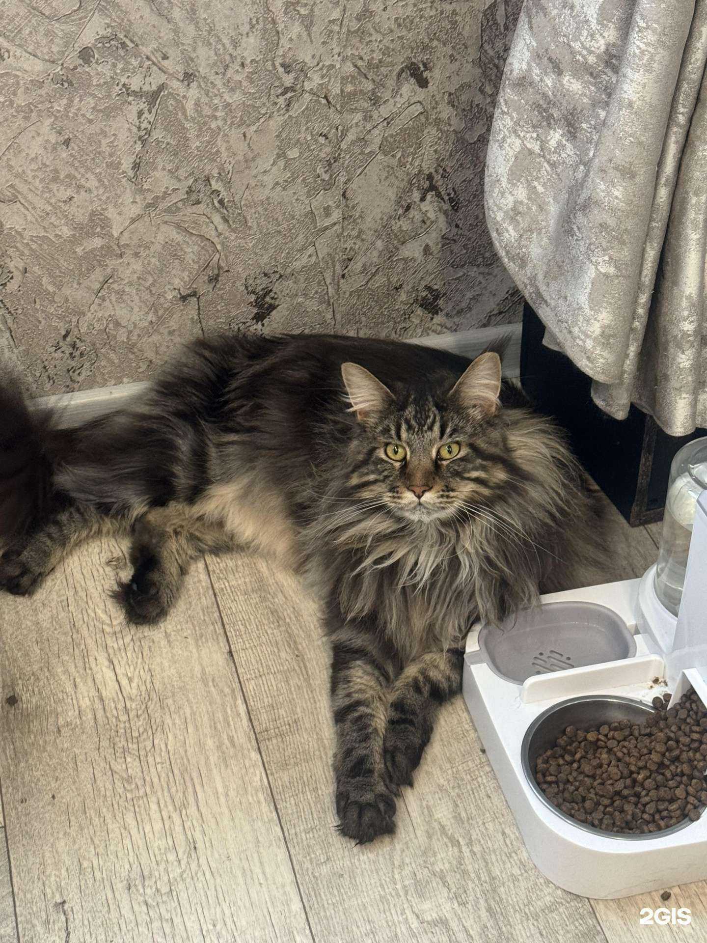 Отзывы на компанию Салон груминга собак и кошек в Красноярске c фото