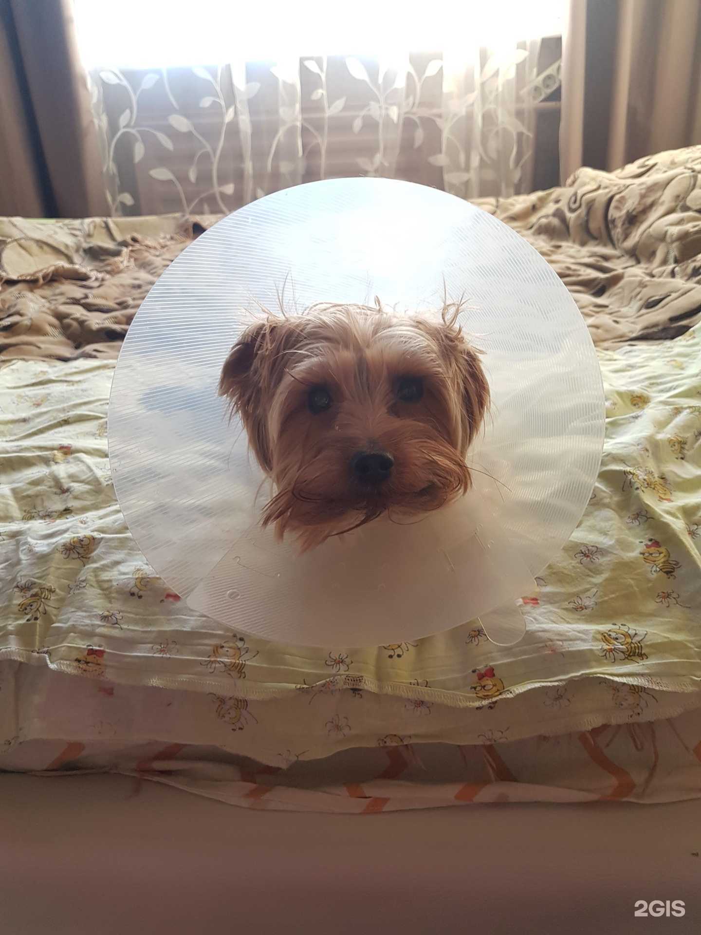 Отзывы на компанию АльфаВет в Перми c фото