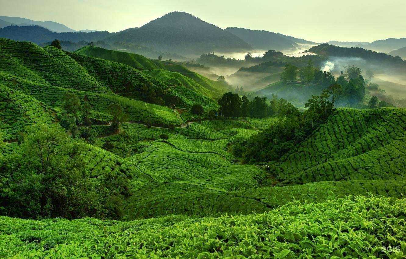 Отзывы на компанию Компания по продаже чая в г. Барнаул c фото