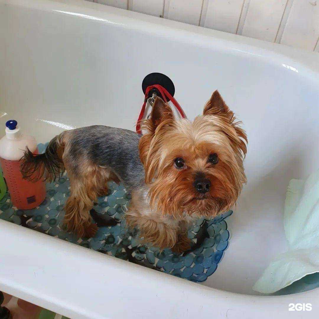 Отзывы на компанию Котёнок Гав в Ростове-на-Дону c фото