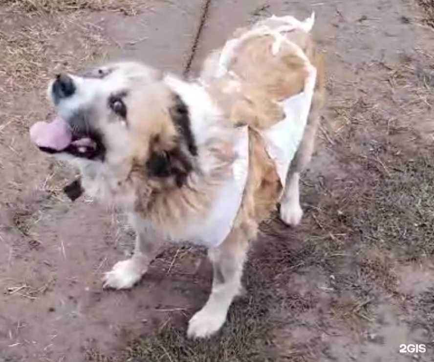 Отзывы на компанию Вет.Сервис в Якутске c фото - фотография 2 из 2