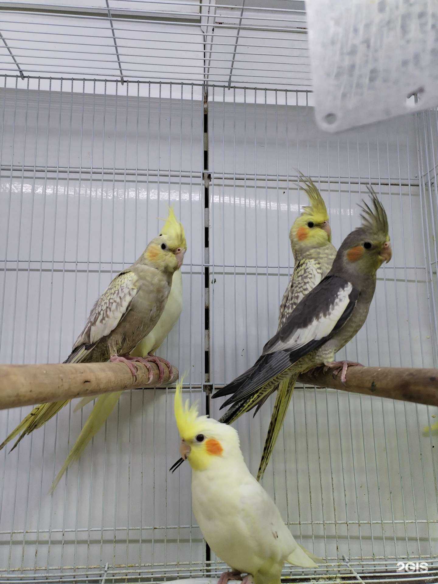 Отзывы на компанию Мадагаскар в г. Краснодар c фото