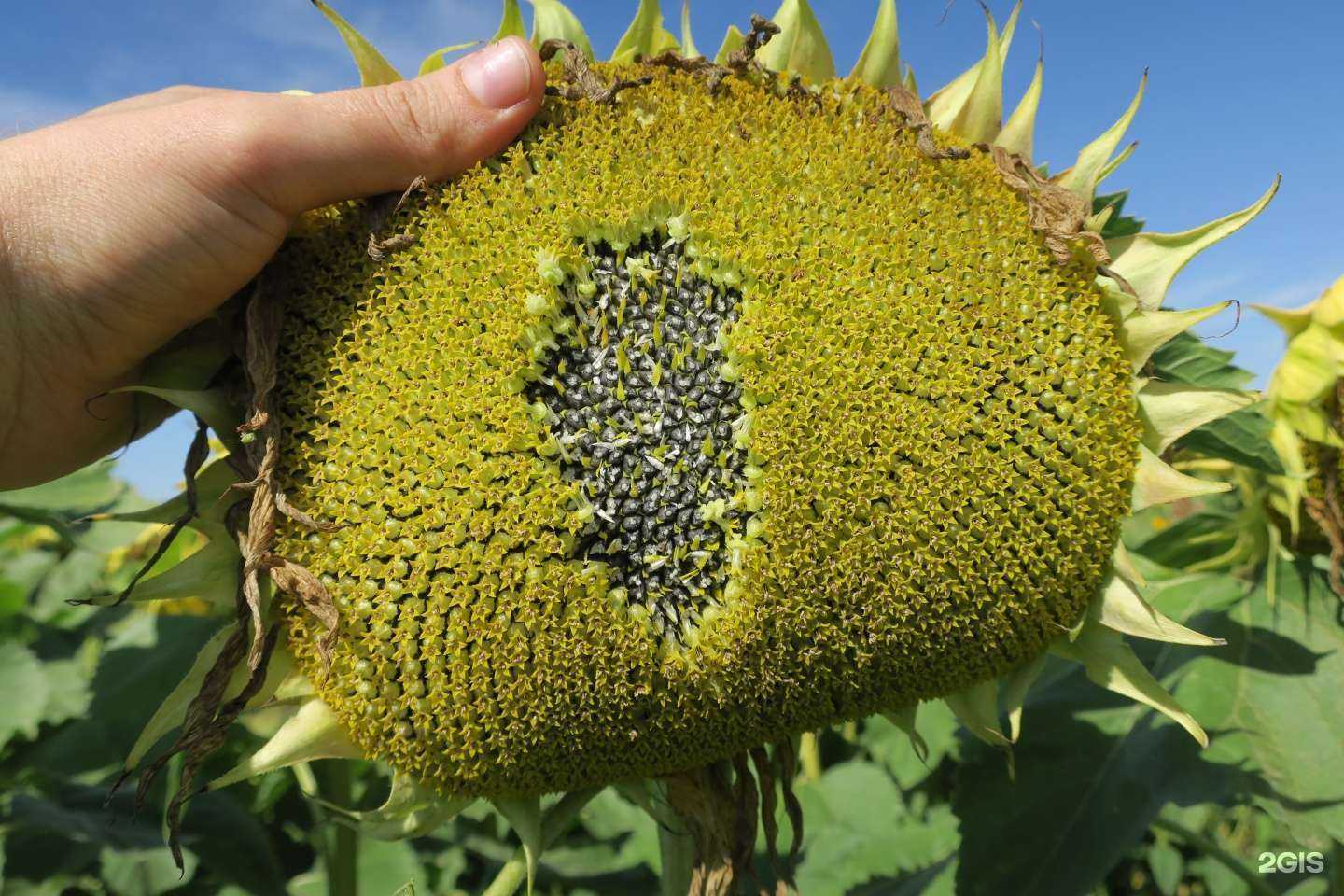 Отзывы на компанию Агрохимзащита Алтай в Барнауле c фото