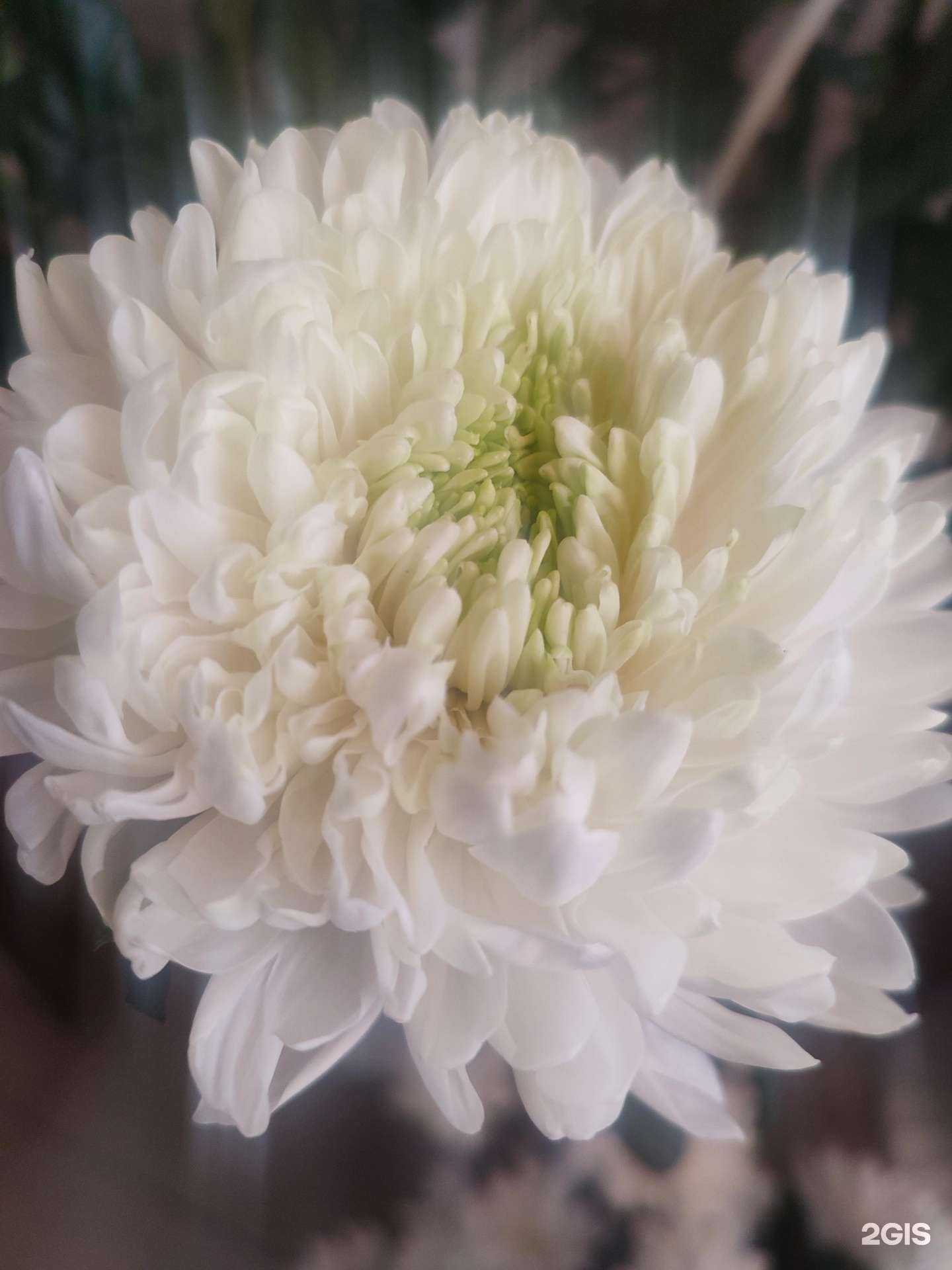 Отзывы на компанию Эдельвейс в г. Владивосток c фото