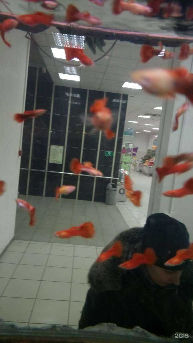 Отзывы на компанию Зоомагазин в г. Челябинск c фото