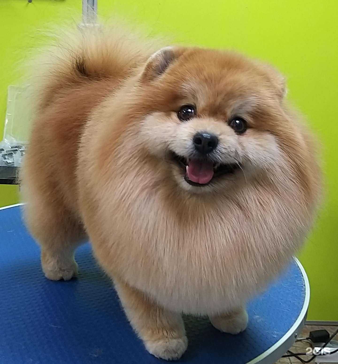 Отзывы на компанию Денди дог в г. Хабаровск c фото