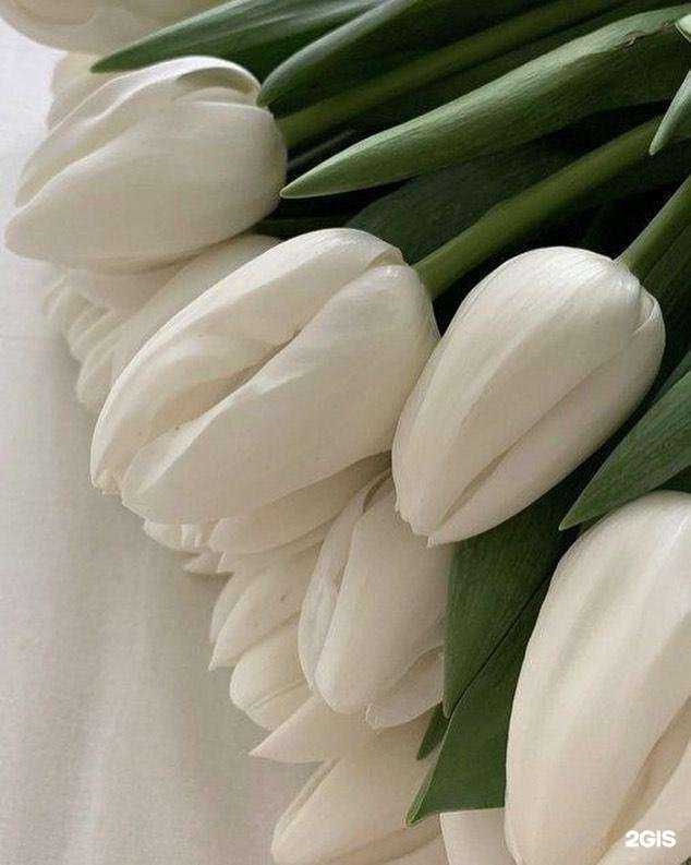 Отзывы на компанию Gelsomino в Волгограде c фото