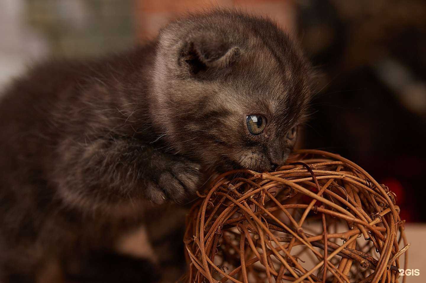 Отзывы на компанию Вег@ в Минусинске c фото