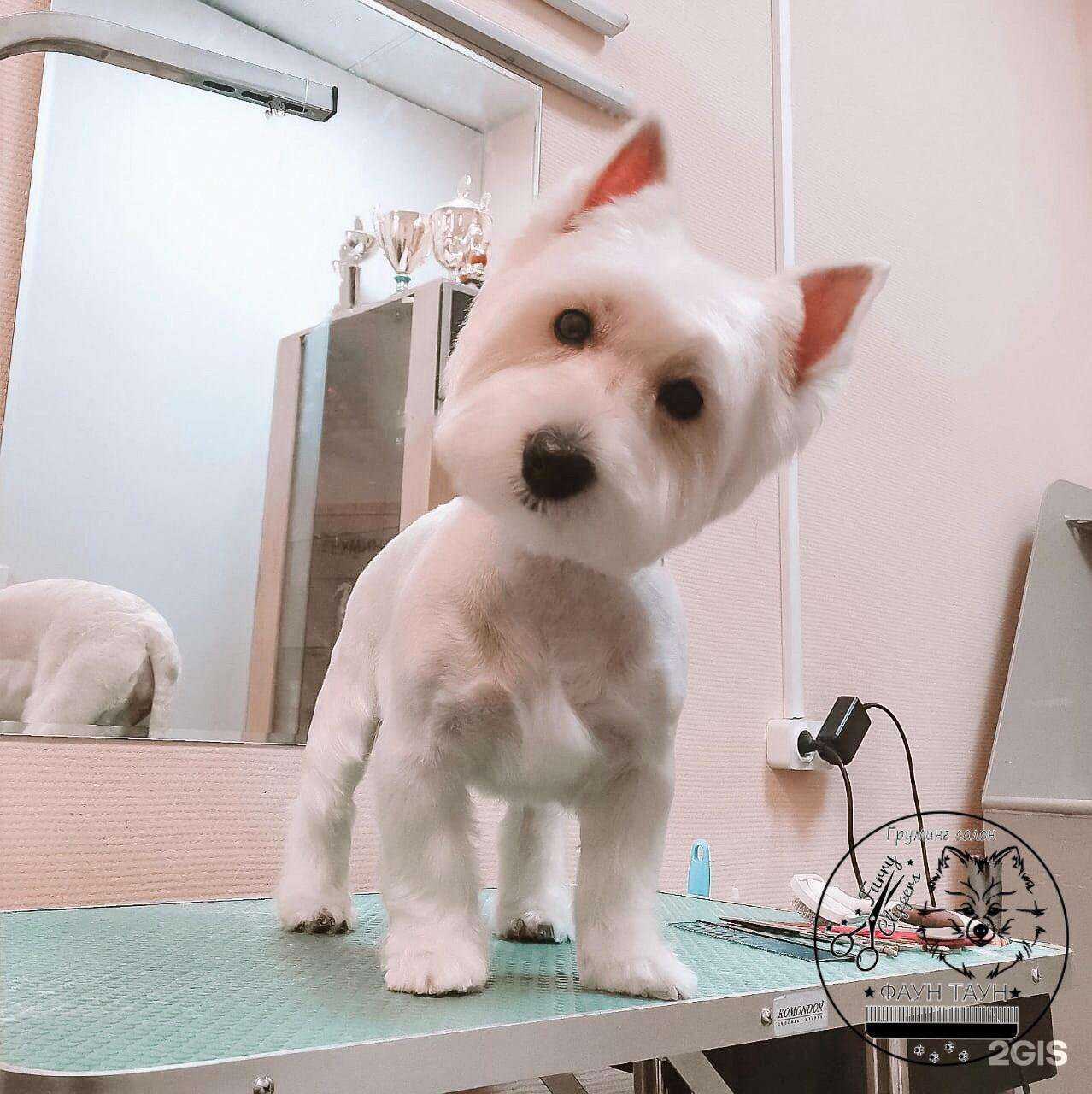 Отзывы на компанию Фаун Таун в Подольске c фото