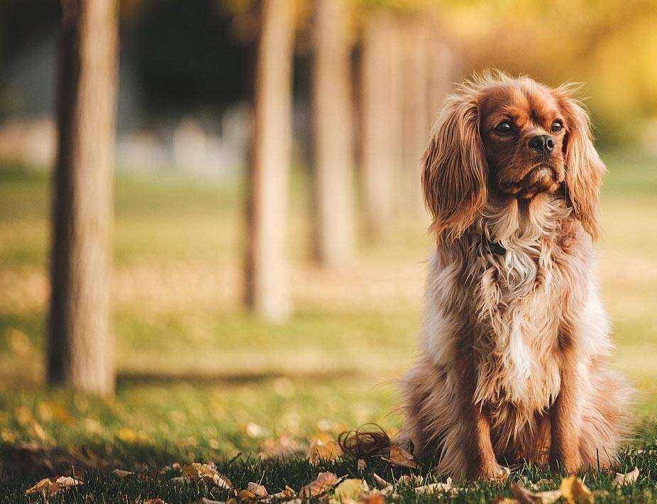 Отзывы на компанию Ветеринарный центр доктора Шустовой в г. Балаково c фото