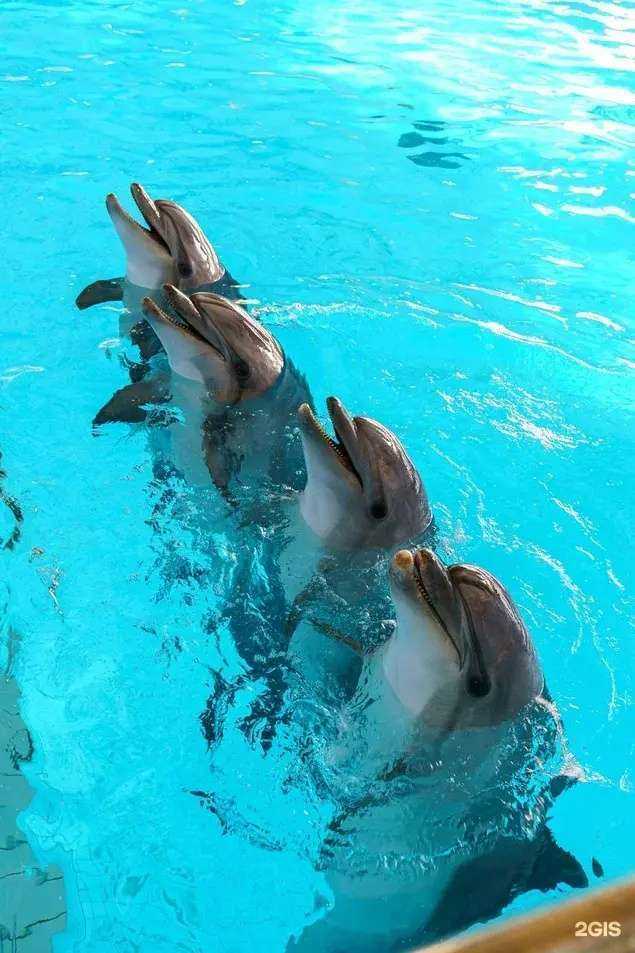 Отзывы на компанию Набережночелнинский дельфинарий в Набережных Челнах c фото