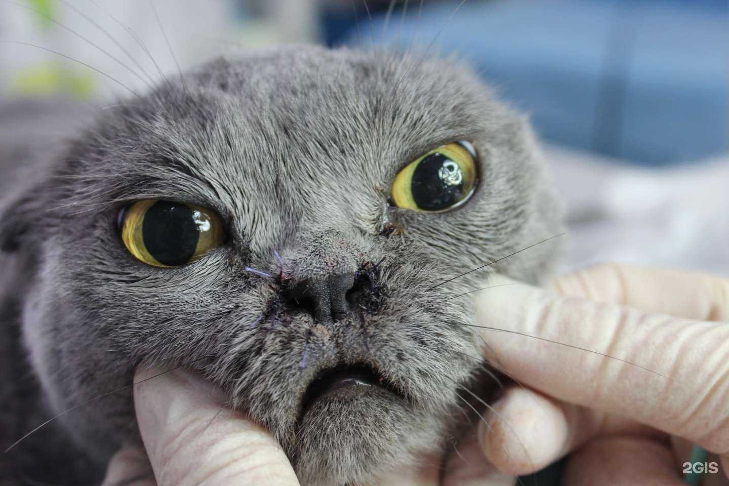 Отзывы на компанию Том и Джерри в г. Уссурийск c фото