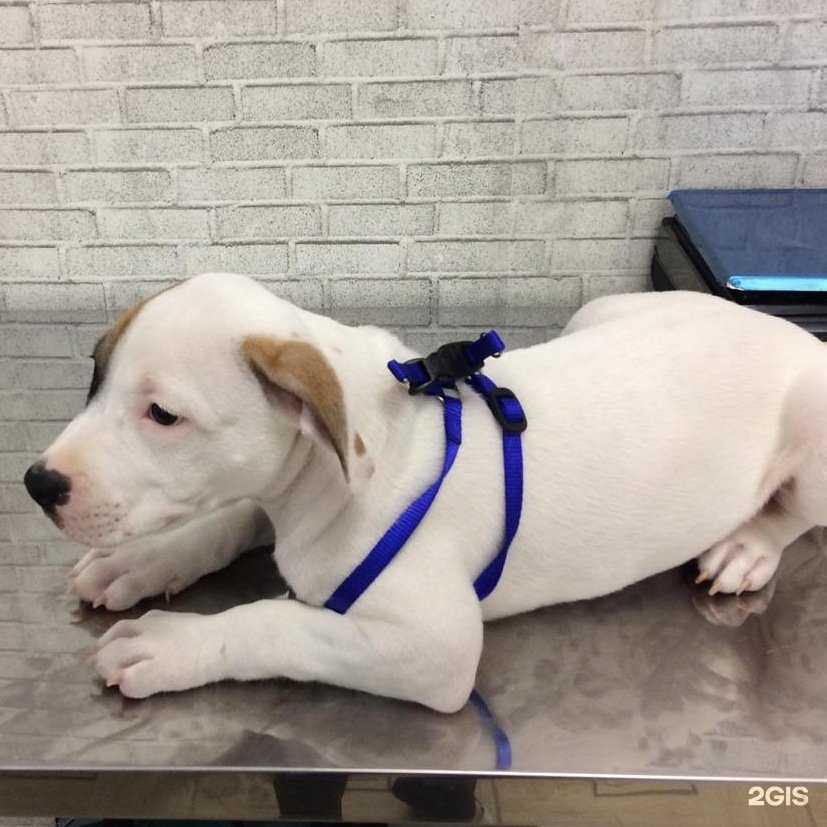 Отзывы на компанию Долина вет в Волгограде c фото