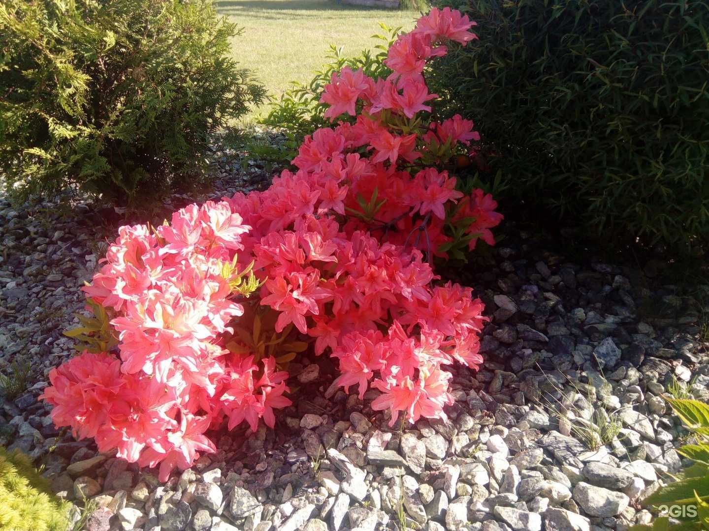 Отзывы на компанию Шамординка в г. Калуга c фото