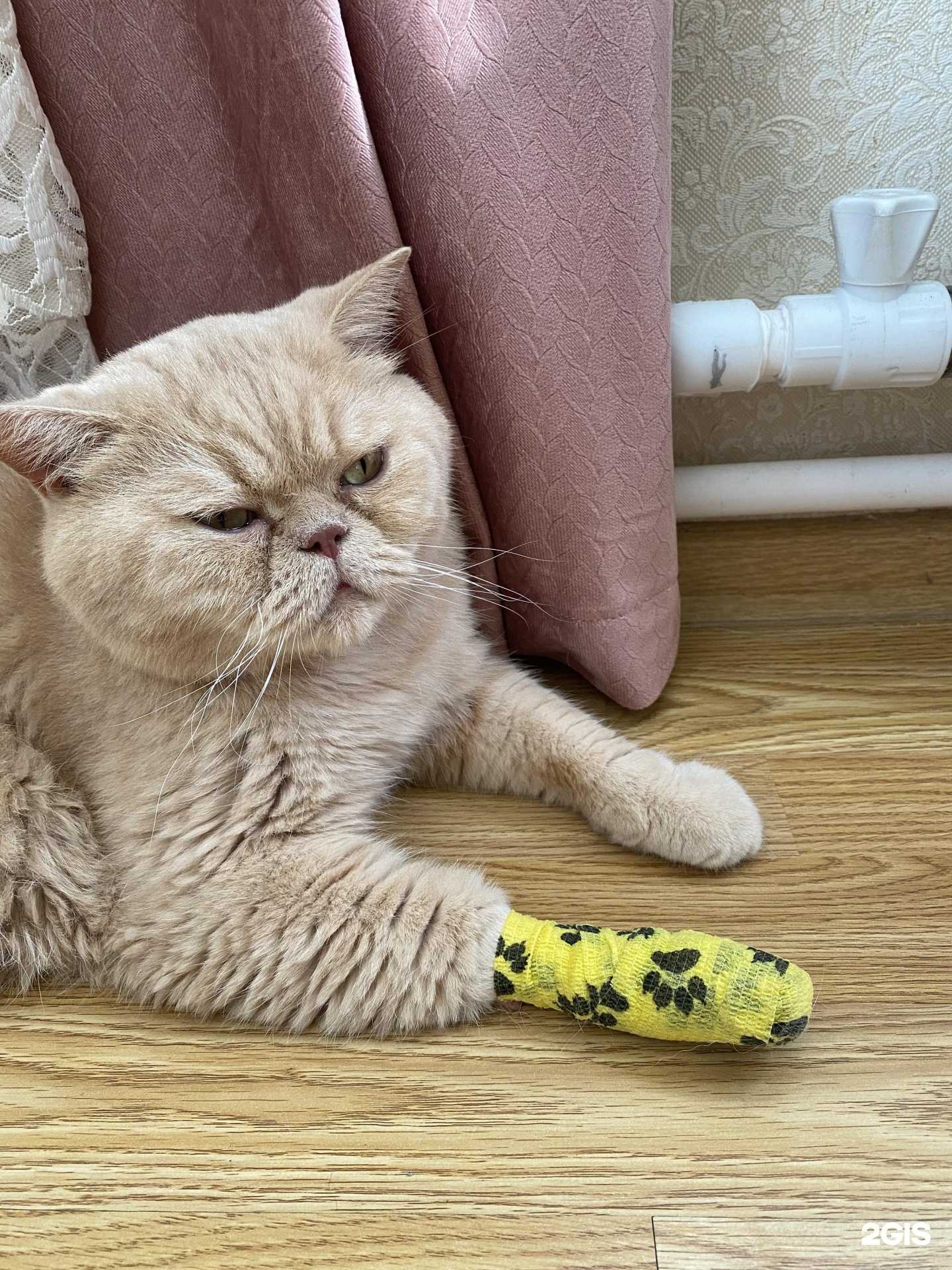 Отзывы на компанию Цап лап в г. Туапсе c фото