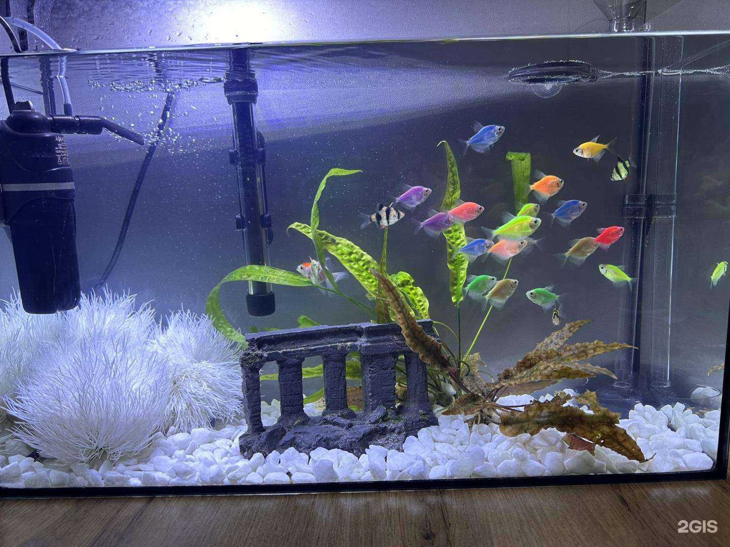 Отзывы на компанию Домзоо в г. Краснодар c фото