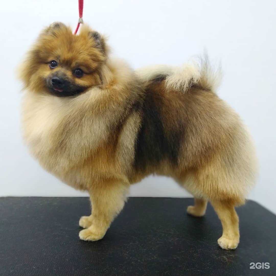 Отзывы на компанию Рыжий пёс в г. Рязань c фото