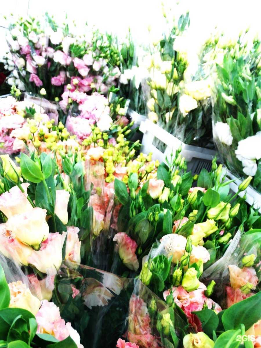 Отзывы на компанию Роза Сочи в г. Сочи c фото