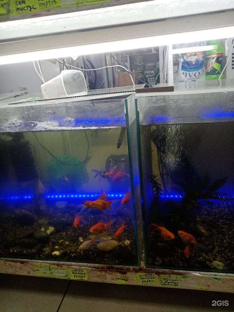 Отзывы на компанию Зоомир в Волгограде c фото