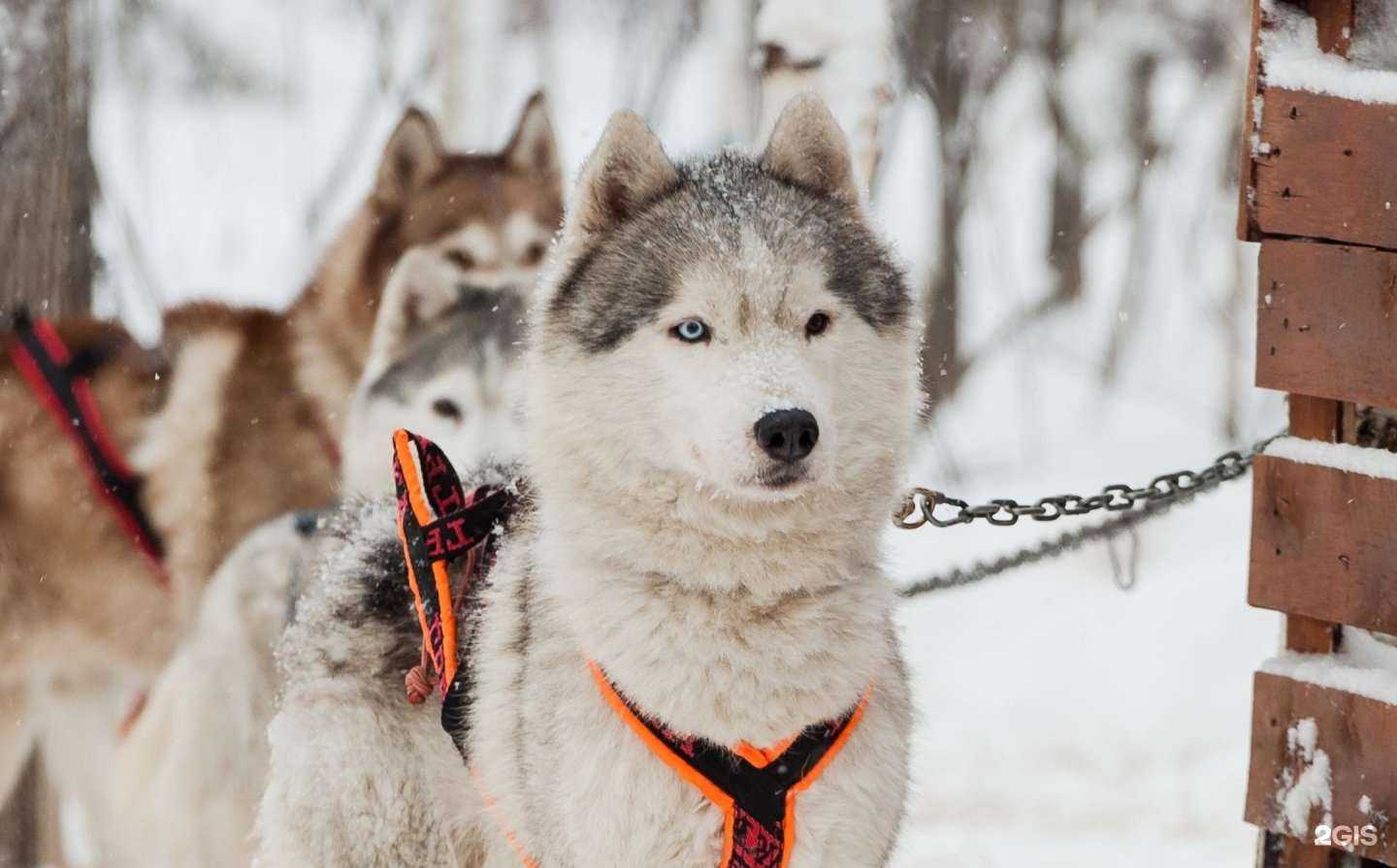 Отзывы на компанию Оберег Земли Сибирской в Новосибирске c фото