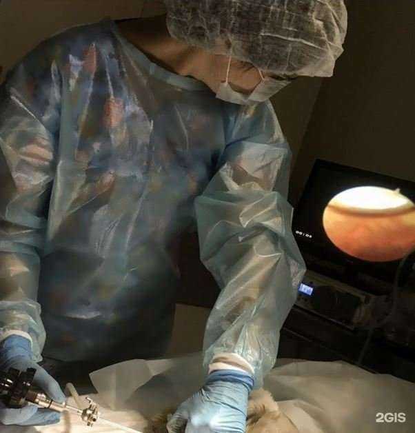 Отзывы на компанию КардиоВет в Ростове-на-Дону c фото