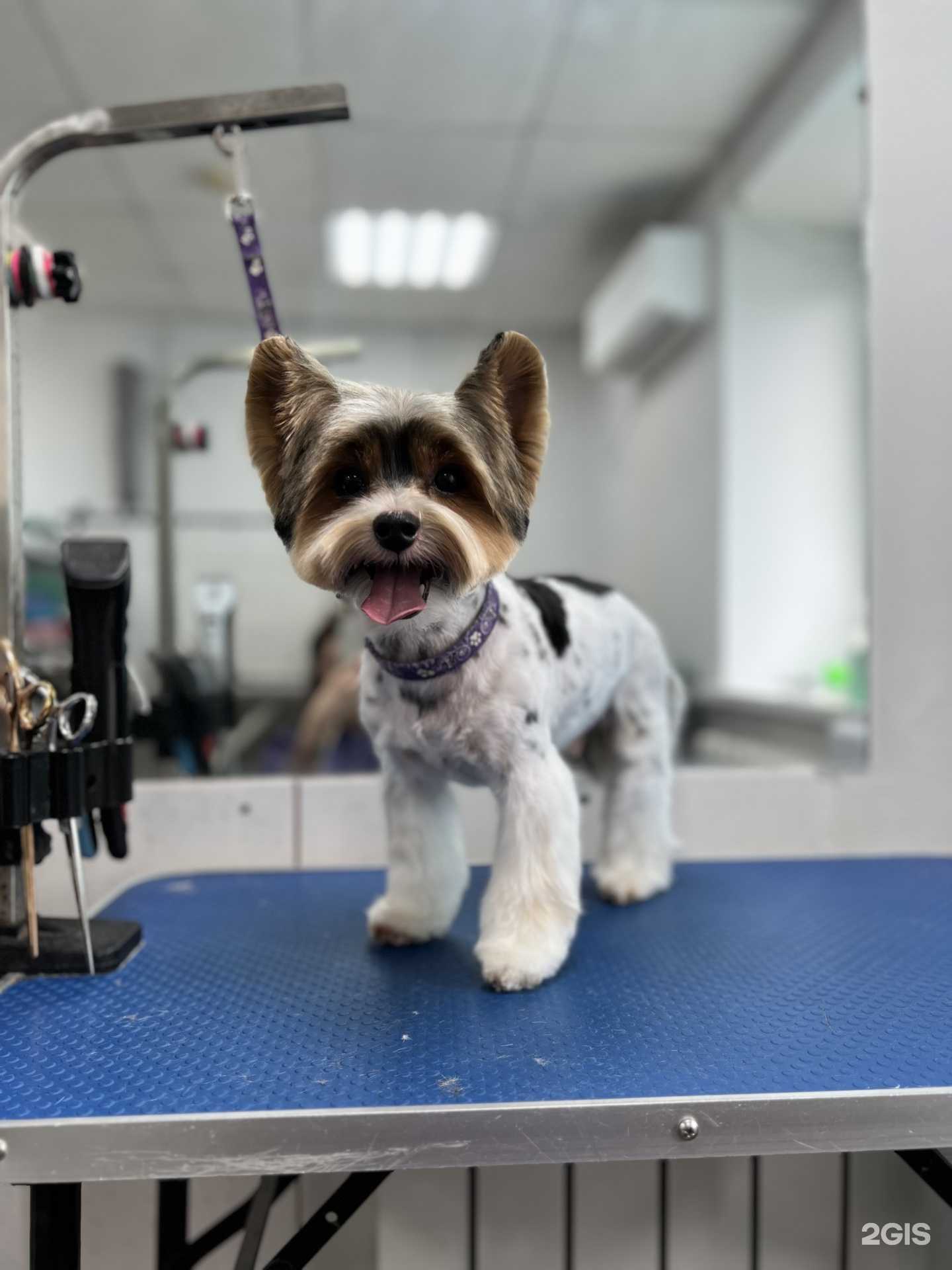 Отзывы на компанию Пёс его знает в Перми c фото