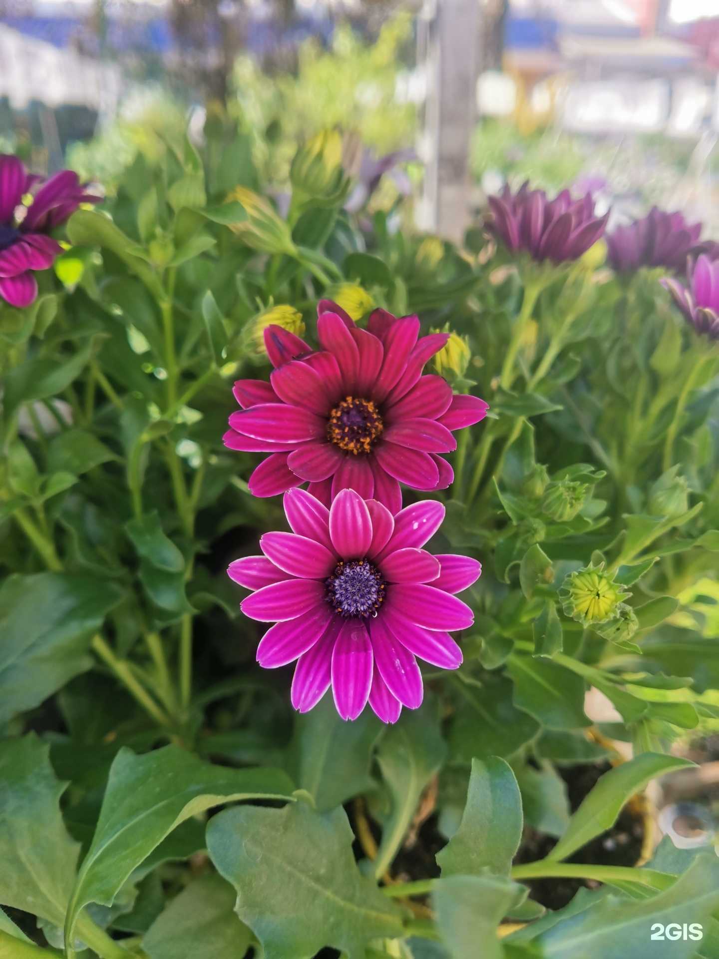 Отзывы на компанию Сад-Огород в г. Иваново c фото