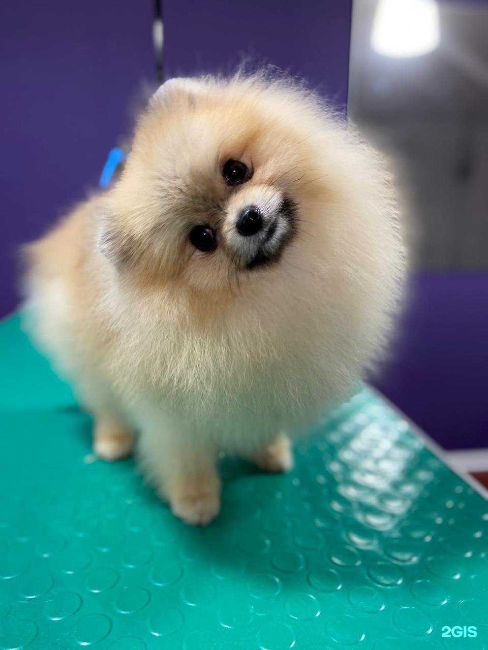 Отзывы на компанию Purple Dog в Хабаровске c фото