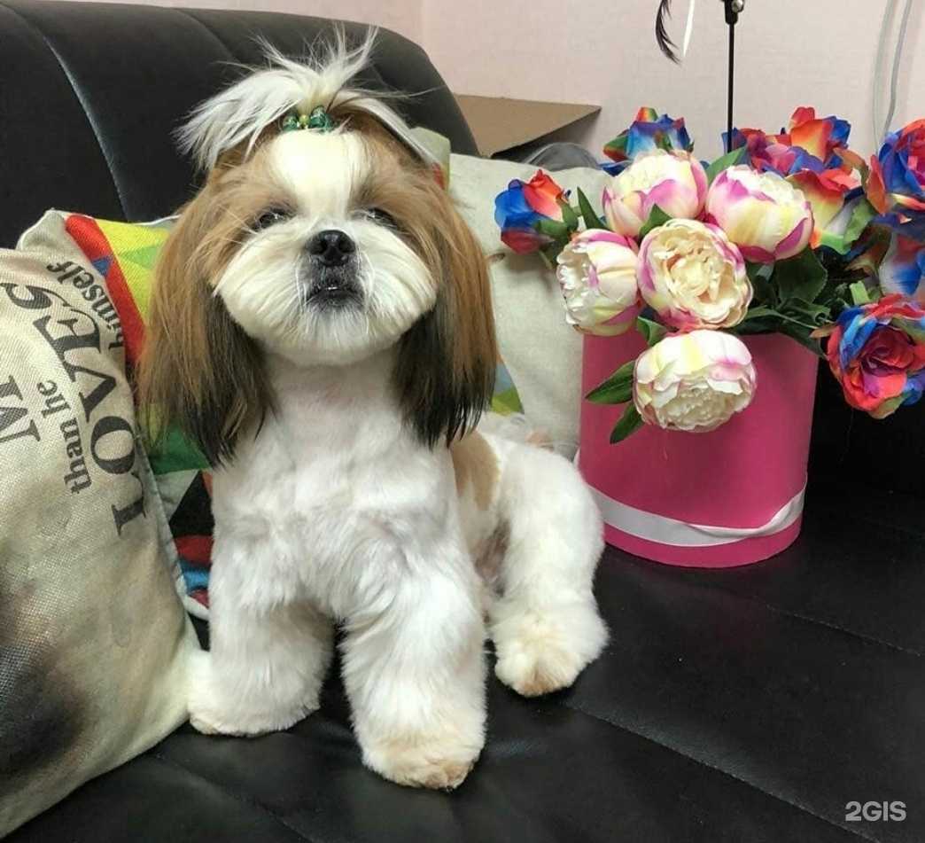 Отзывы на компанию GroomBoom в г. Нижневартовск c фото