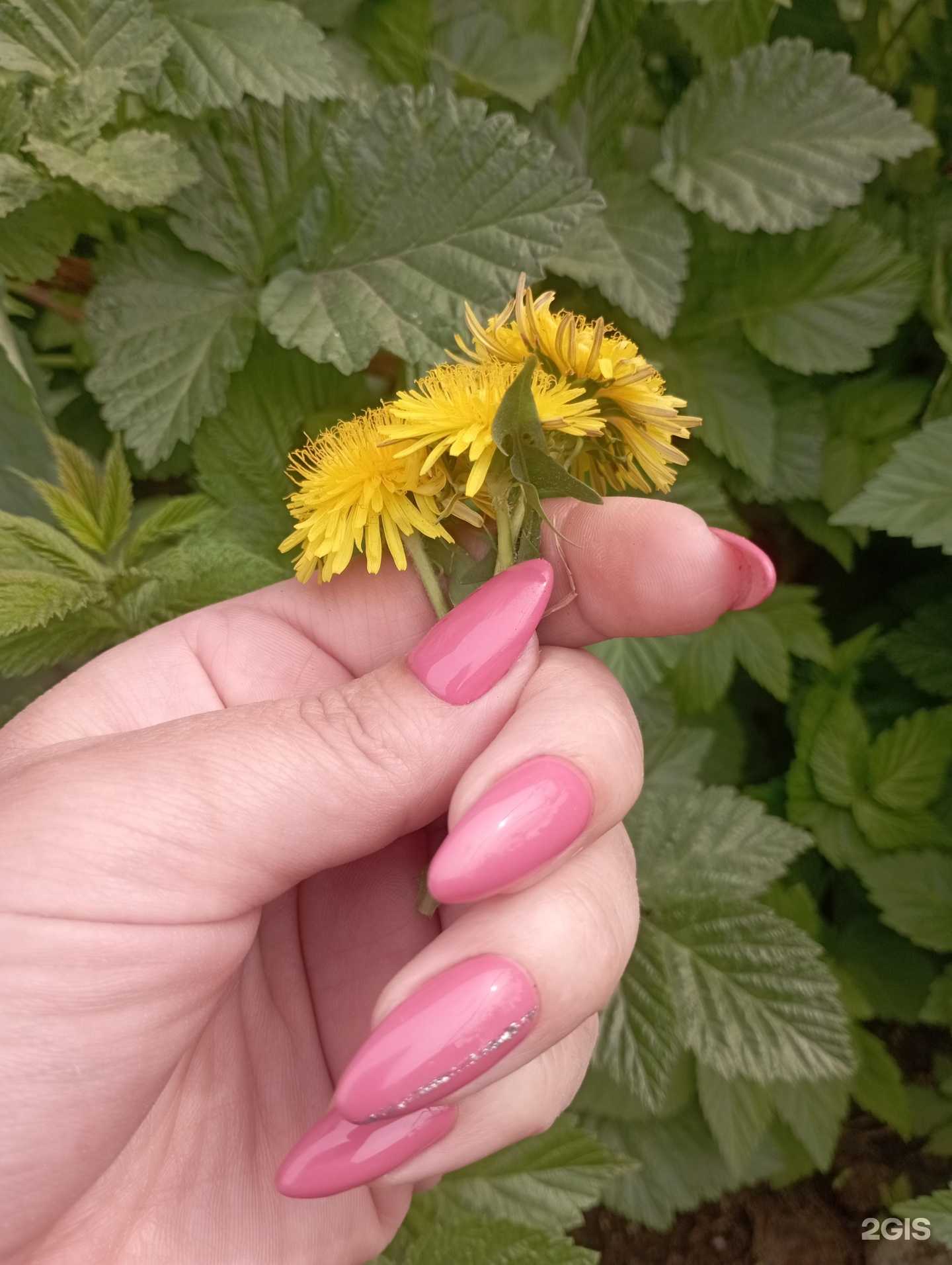 Отзывы на компанию Pro ногти в г. Иркутск c фото