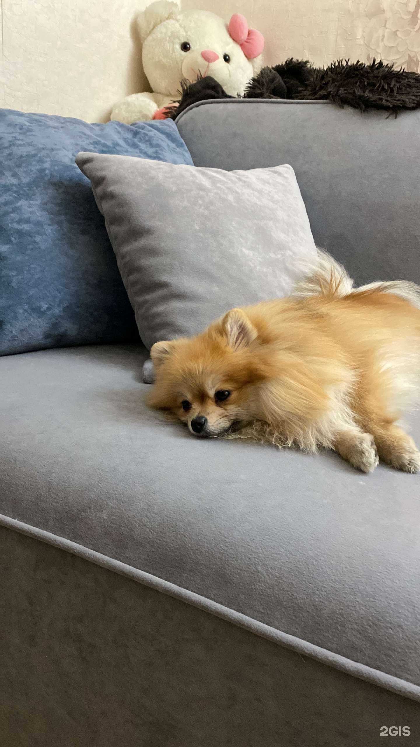 Отзывы на компанию Divan BOSS в г. Новокузнецк c фото