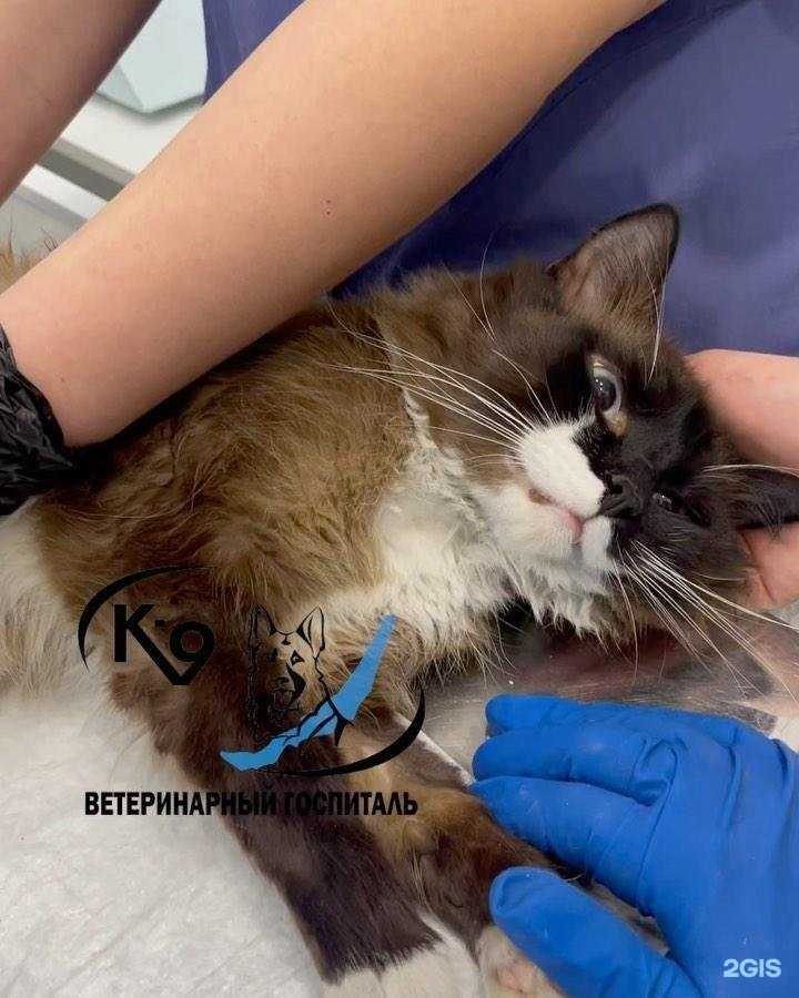 Отзывы на компанию К-9 в г. Иркутск c фото