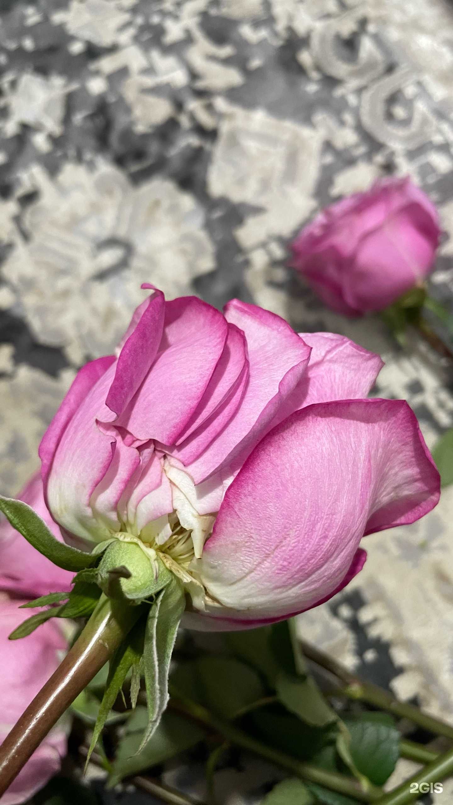 Отзывы на компанию Сад цветы в Кизилюрте c фото