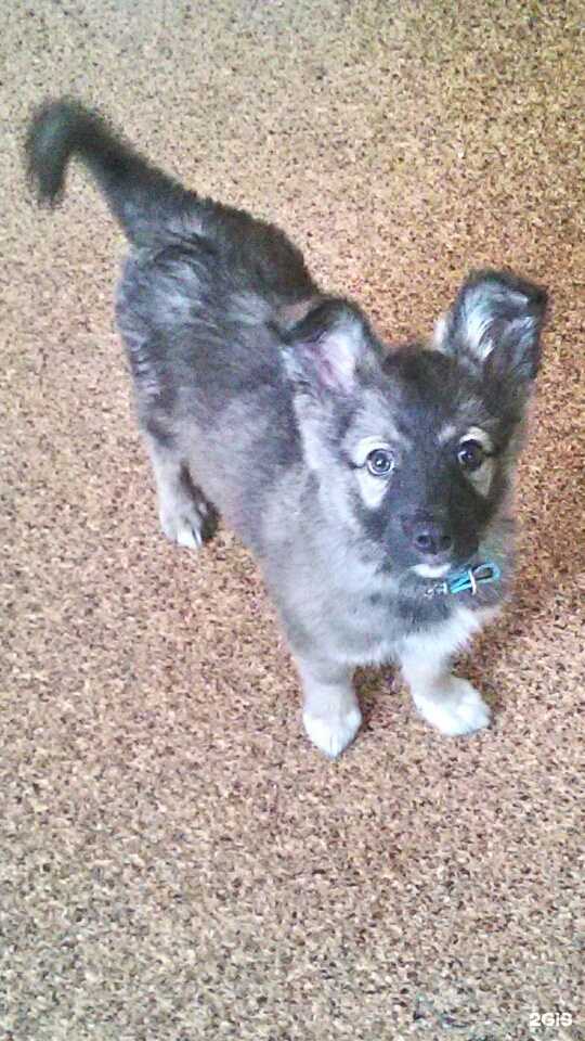 Отзывы на компанию Центр реабилитации животных в Екатеринбурге c фото