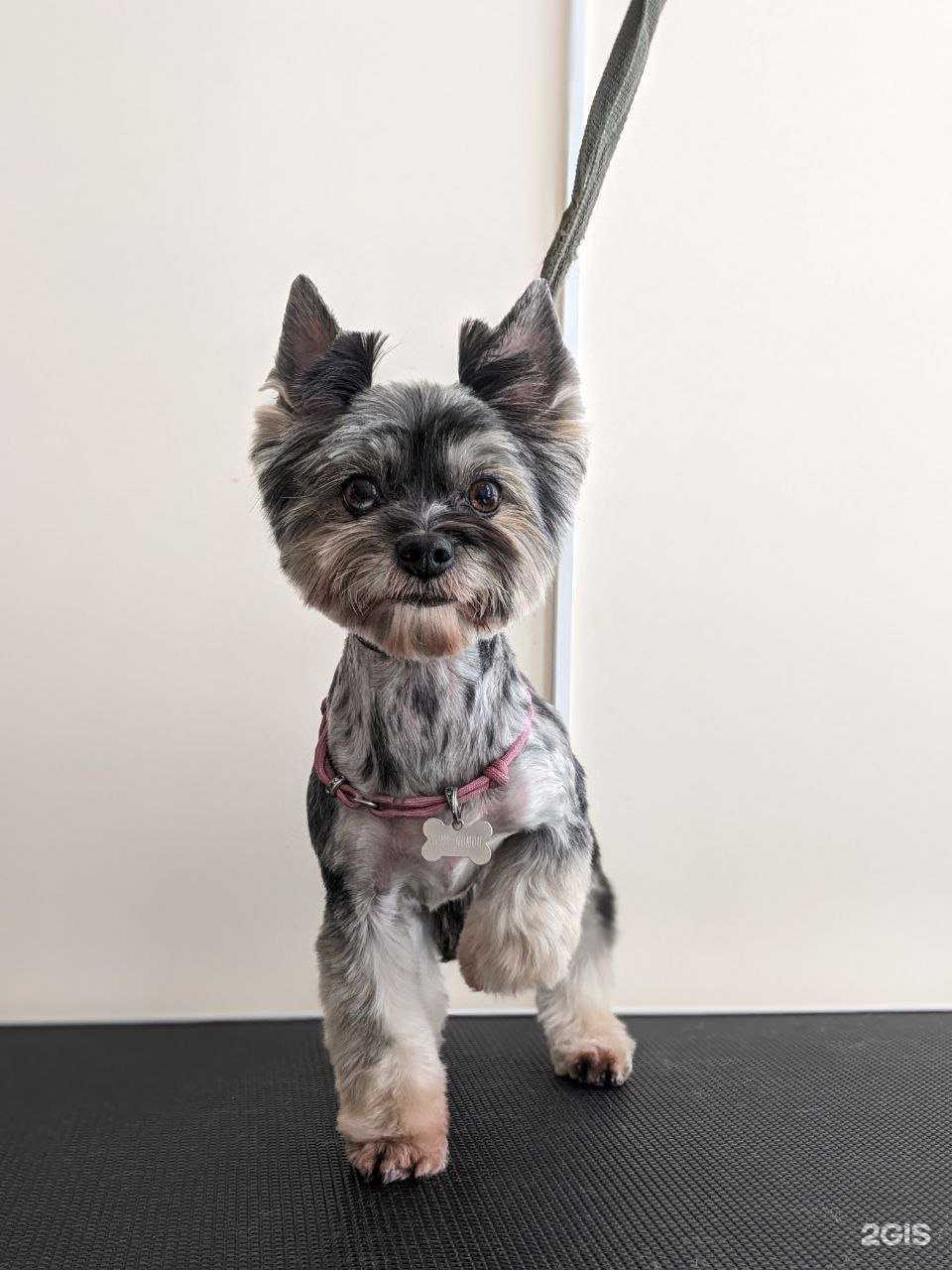 Отзывы на компанию Spa for Dogs в Коммунарке c фото