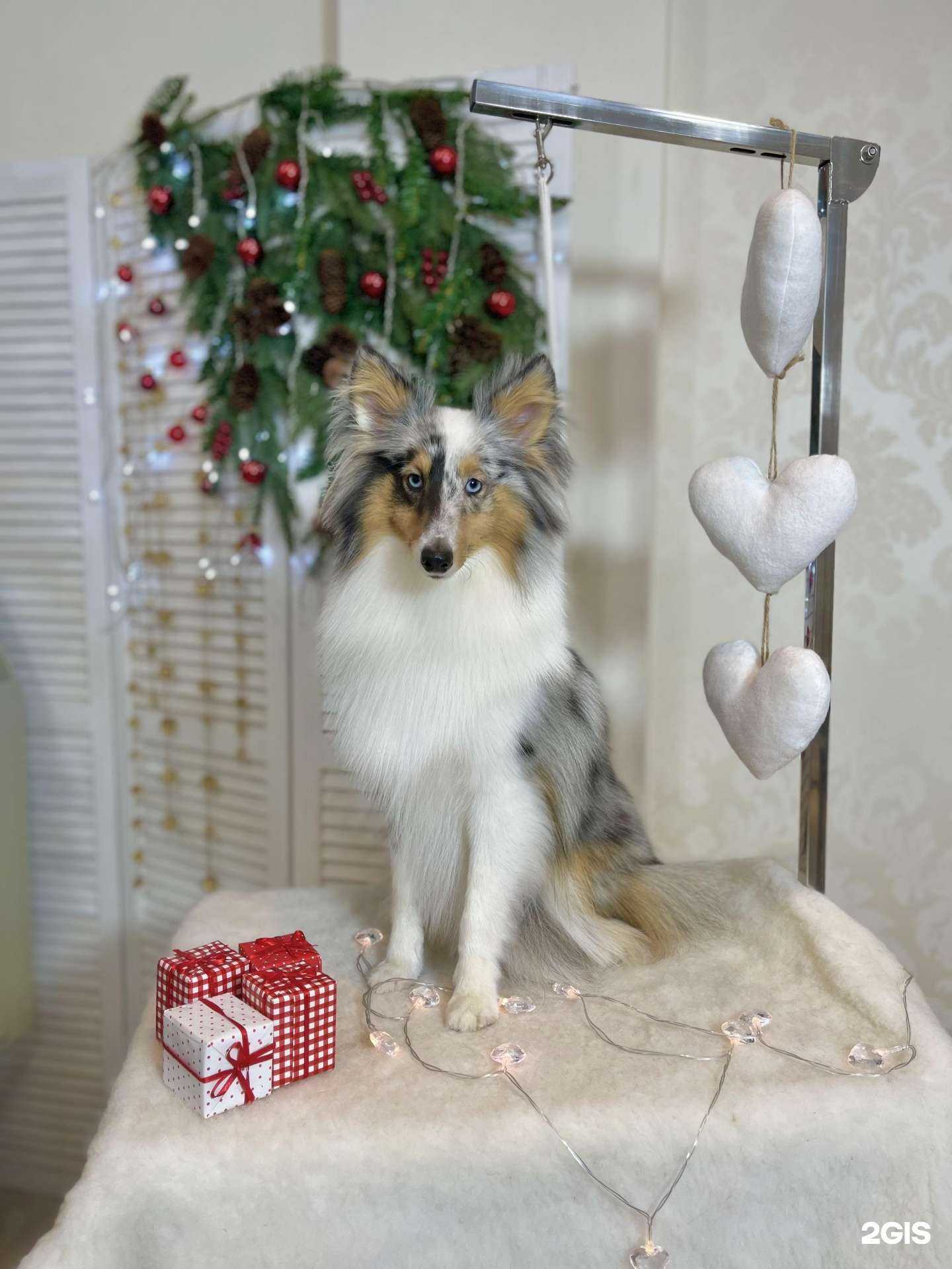 Отзывы на компанию ДоброГрум в Омске c фото