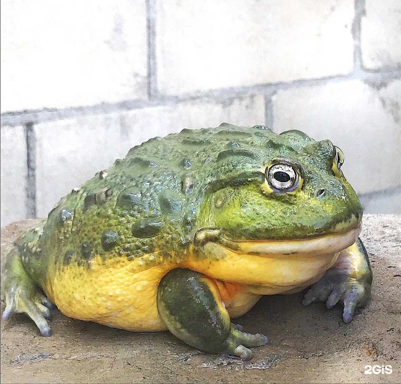 Отзывы на компанию ASSG Лавка Арагога в Волгограде c фото