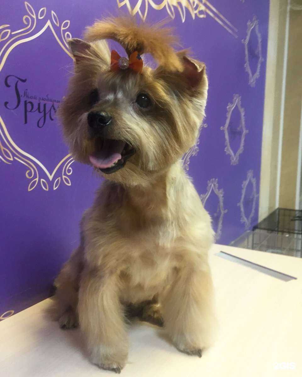 Отзывы на компанию Мой любимый грумер в г. Красногорск c фото