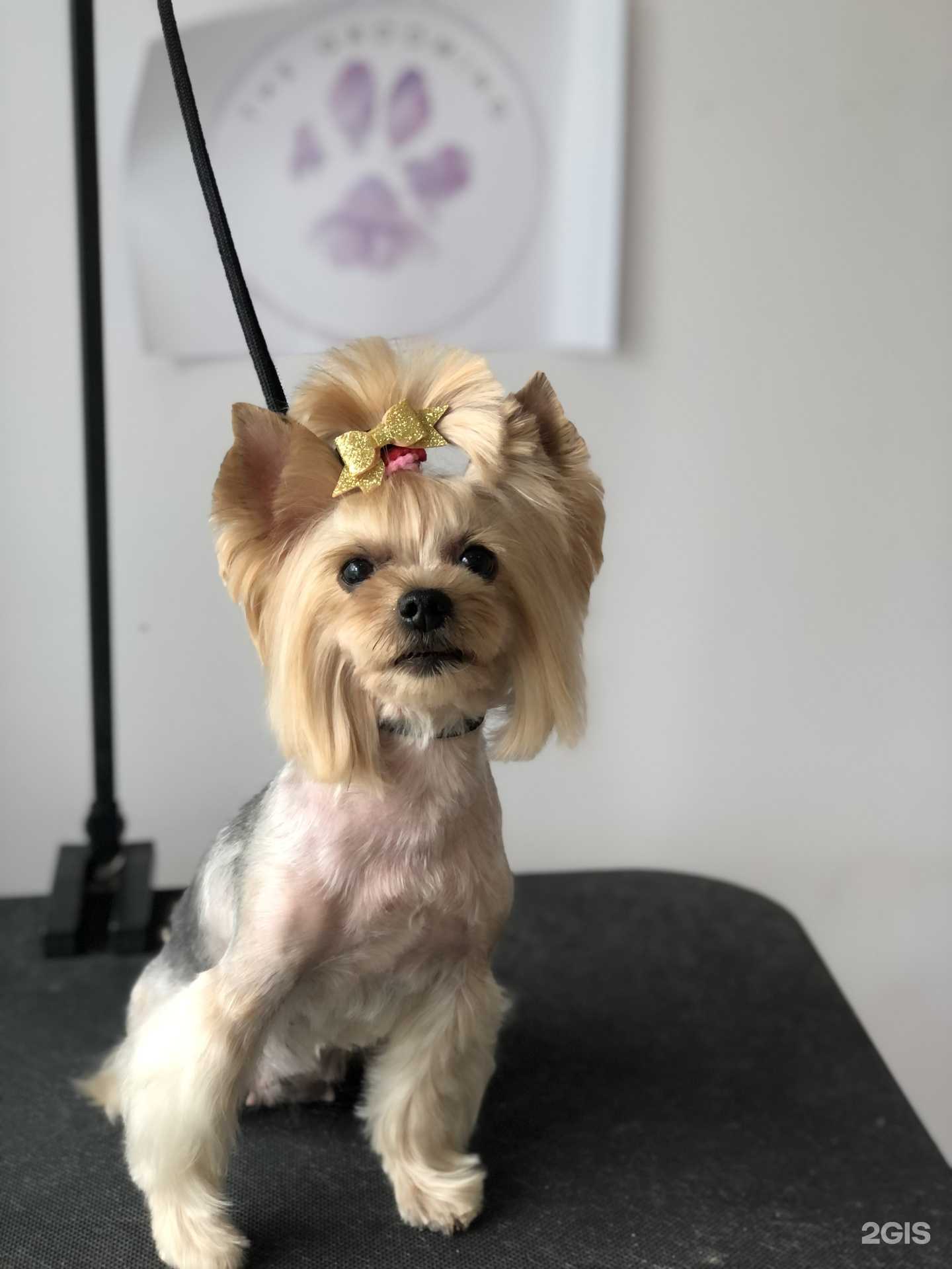 Отзывы на компанию Салон груминга в Уфе c фото